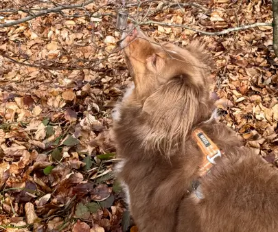 Chien en séance de nosework reniflant une zone de recherche avec concentration