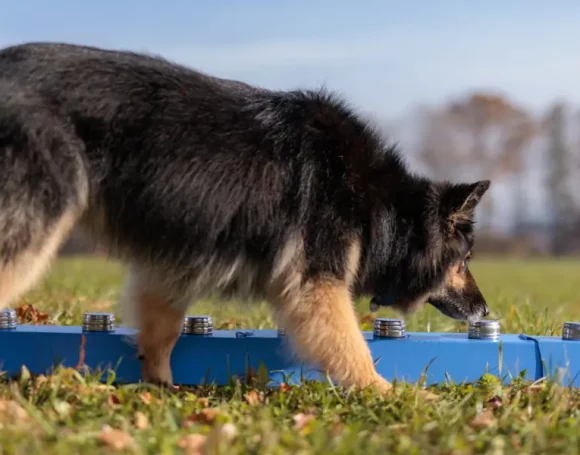Chien pratiquant le nosework en extérieur dans un jardin ou un espace naturel