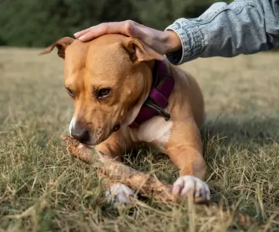 Education canin