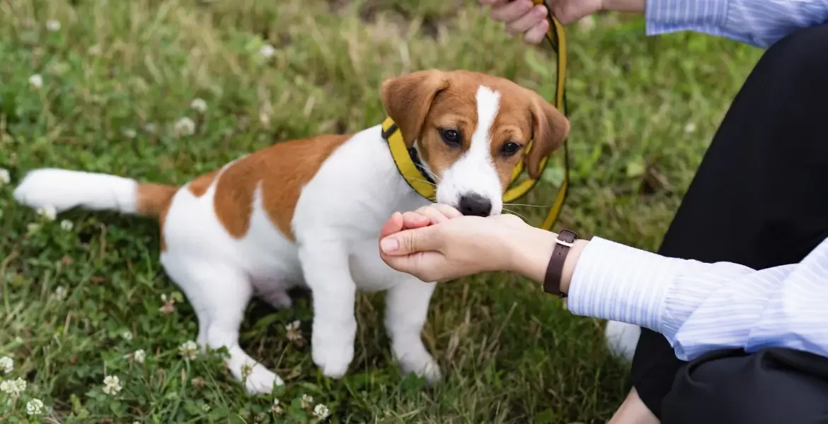 Education de chiot