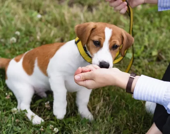 Education de chiot