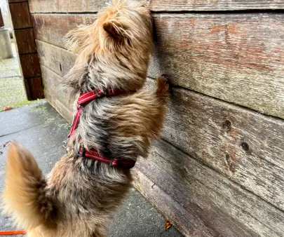 Exercice de nosework avec un chien cherchant une odeur cachée dans un environnement intérieur
