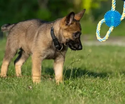 Séances d’éducation canine personnalisées